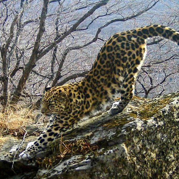 Итоги мониторинга дальневосточного леопарда за 10 лет подведены в Приморье