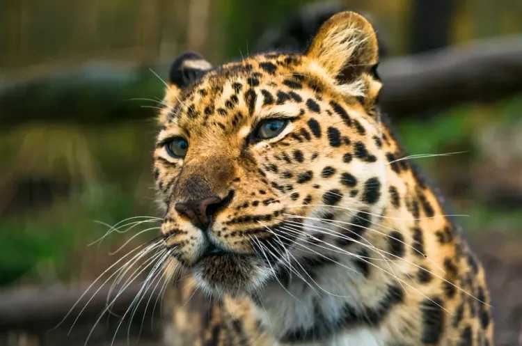Land of the Leopard National Park