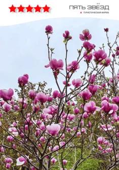 Excursion to the Botanical Garden