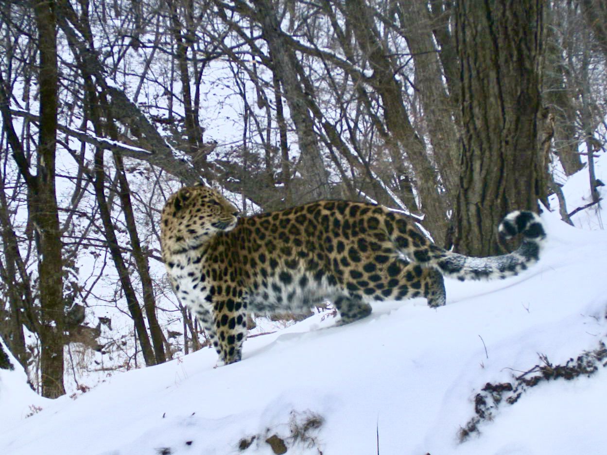 Дальневосточный леопард. Снимок фотоловушки нацпарка Земля леопарда.JPG