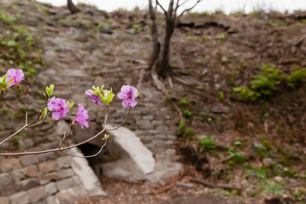 Cvetochki-fort-Pospelova.-AVK.-04-May-2021.-Kokurina-97.jpg