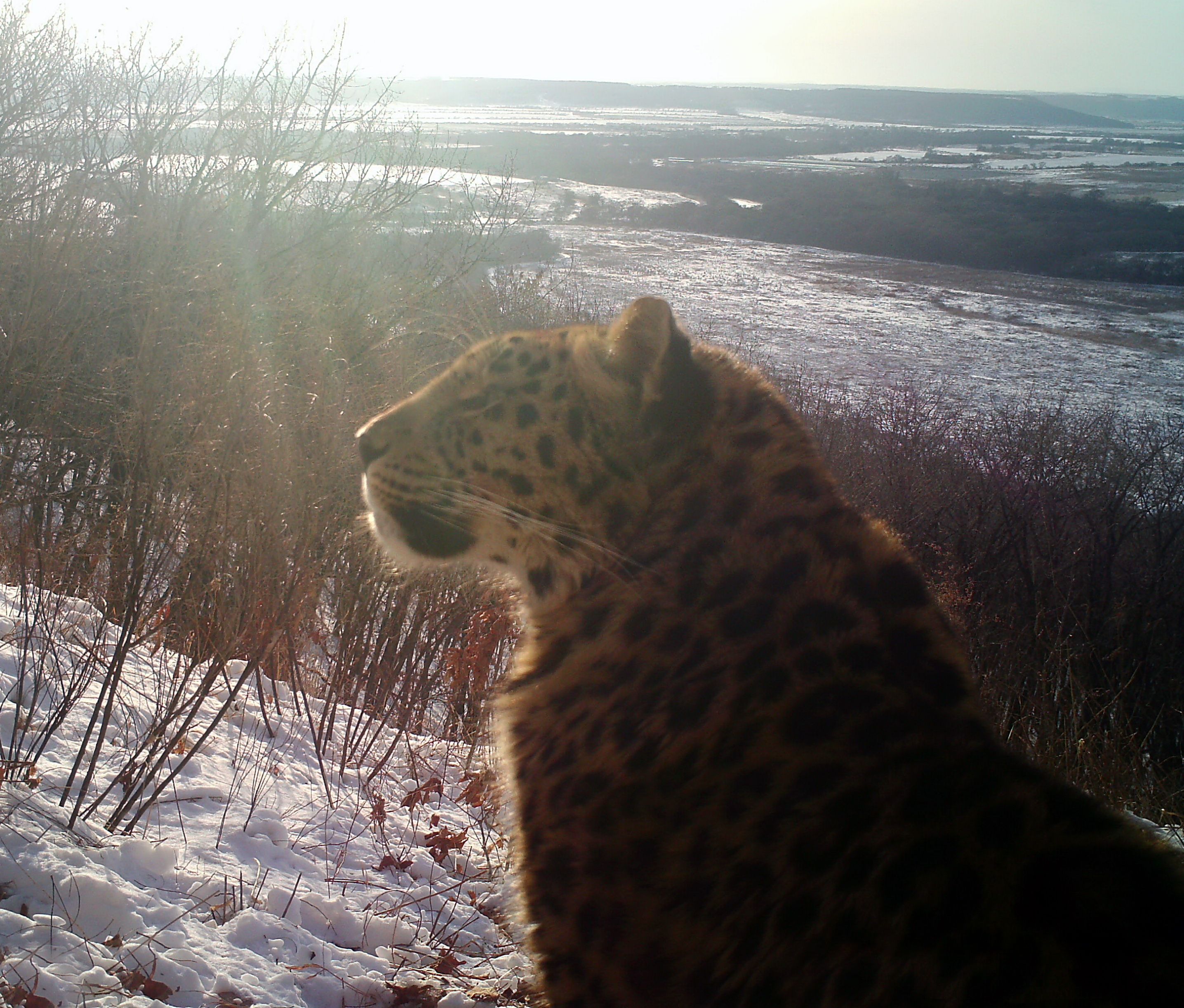 Фиксация леопарда на фотоловушку в Октябрьском округе.JPG