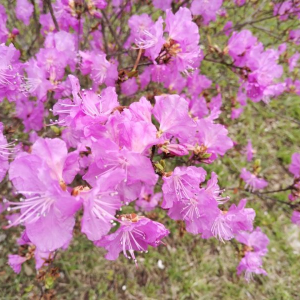 В Приморье молодёжный десант отправится к местам цветения рододендрона