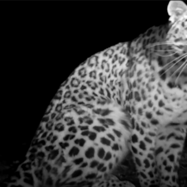 Ночное «покушение» редкого леопарда на фотоловушку заснято в Приморье