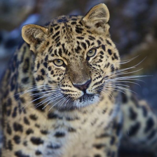 Гигантская кошка появится на глазах гостей Дня леопарда в Приморье