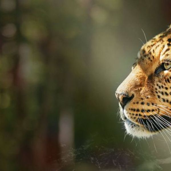Международный день леопарда отмечается 3 мая